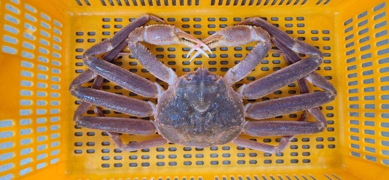 BAIRDI CRAB
