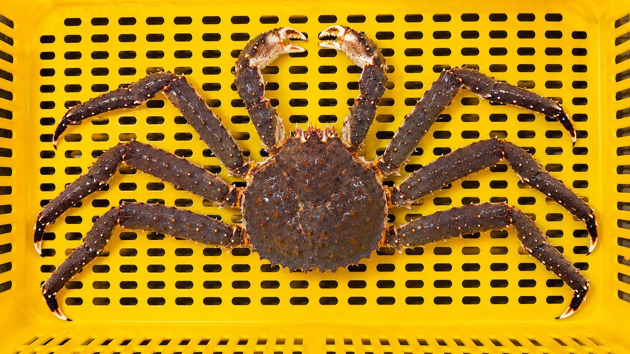 RED KING CRAB