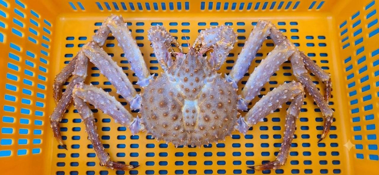 BROWN KING CRAB