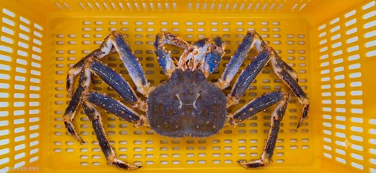 BLUE KING CRAB